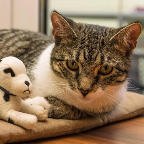 L'identification de ses animaux est-elle obligatoire ?