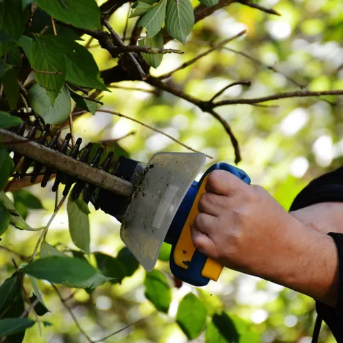 Pourquoi est-ce déconseillé de tailler ses haies au printemps ?