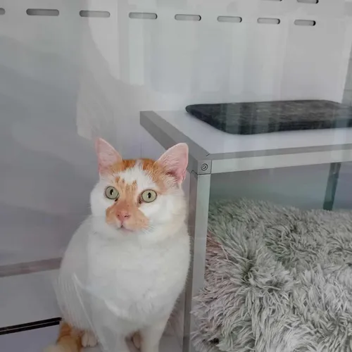 La LPA vient d'ouvrir la Ronronnerie à Lille