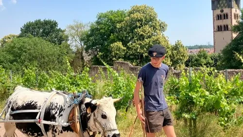 Le pari fou d'un alsacien : Un périple à pied de 700 km pour lutter...
