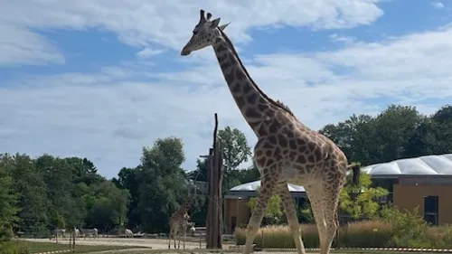 Le nouvel espace "Horizon Afrique" ouvert au zoo de Mulhouse ! 