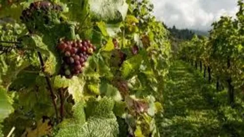 Viticulteurs cherchent désespérément vendangeurs ! 