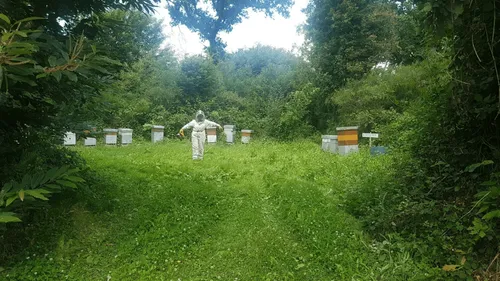 Deux-Sèvres : Un groupe de huit cyclistes attaqué par des abeilles