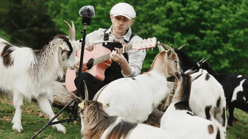 Au parc de Branféré, les animaux à l'écoute de la musique