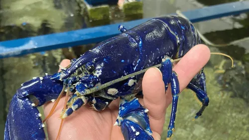 Côtes-d'Armor : un pêcheur trouve un homard de couleur bleue