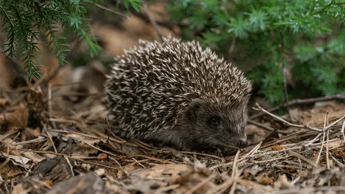 Charente : il est interpellé après avoir maltraité un hérisson