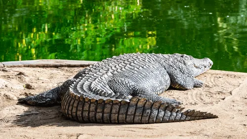 Elle vole un oeuf d'alligator, l'animal est retrouvé 20 ans après...