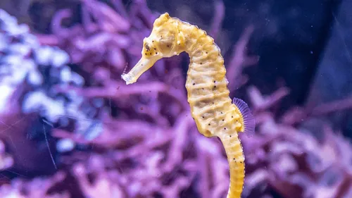 Vendée : un hippocampe retrouvé, un phénomène rare !