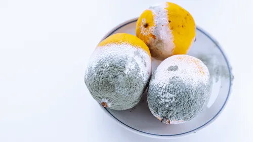 Brest : ne jetez plus vos produits moisis !