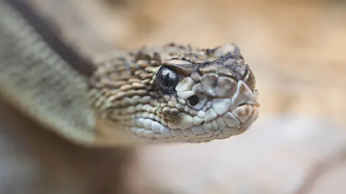 Elle trouve un serpent mort dans une boîte de conserve