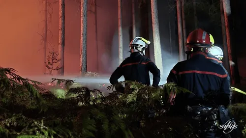 Important feu de forêt dans le Maine-et-Loire, des pompiers arrivés...