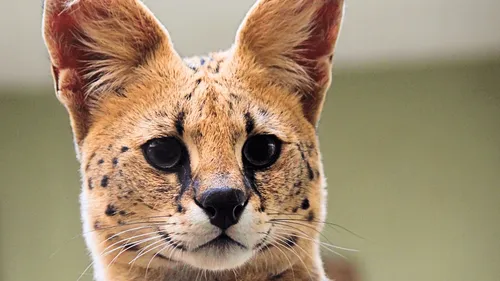 États-Unis : en se réveillant, elle découvre un serval sur son lit 
