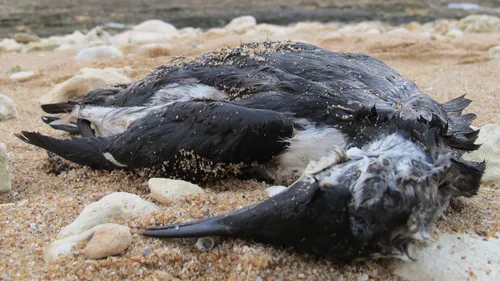 Oiseaux morts sur les plages : que faire ? 