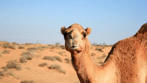 Gard : des gendarmes retrouvent un chameau en plein centre-ville 