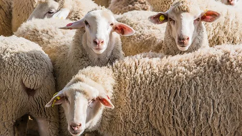 Indre : des moutons de compagnie dans des Ehpad 