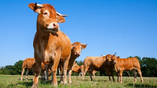 Le "Covid de la vache" continue de se répandre dans les élevages de...