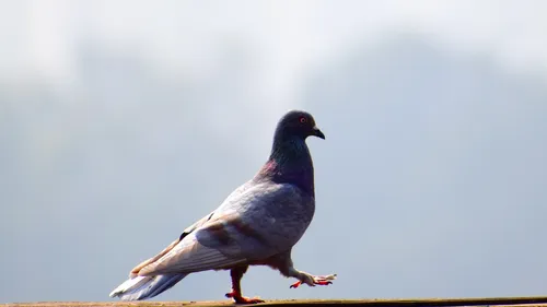 Inde : un pigeon soupçonné d'espionnage incarcéré 8 mois