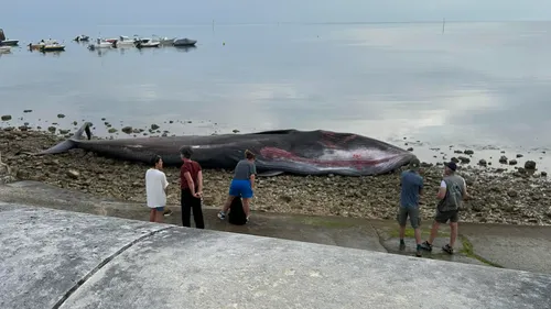 Ile de Ré : une baleine s’échoue et meurt sur la plage de Rivedoux