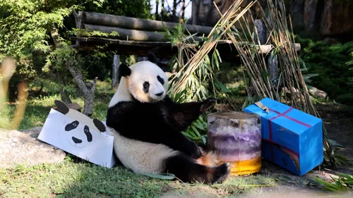 Les jumelles pandas du ZooParc de Beauval ont soufflé leur 5ème...