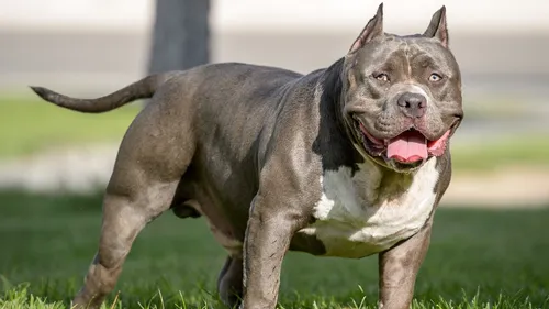 Loire-Atlantique : une femme enceinte de 7 mois attaquée par son chien