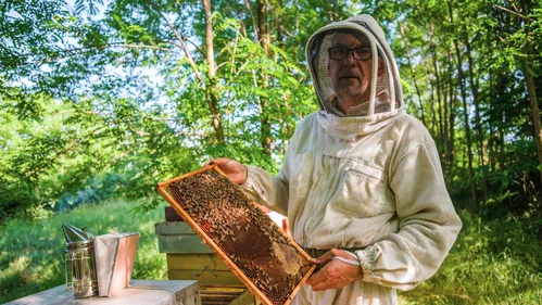 Faut-il réautoriser les pesticides toxiques pour les abeilles ?