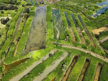 Et si vous deveniez saunier ? L'Île d'Oléron cherche un candidat !