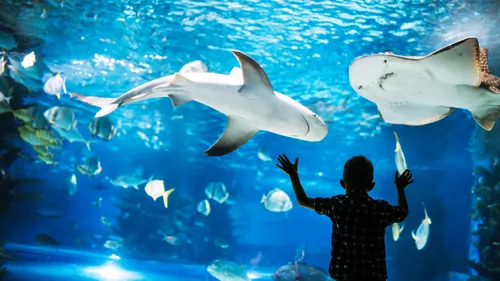 A la découverte des aquariums du Grand Ouest