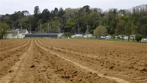 La Bretagne, nouveau vignoble de France ? 