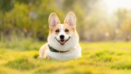 Le prix des corgis en forte hausse outre-manche