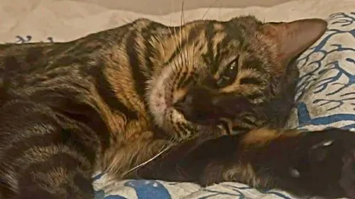 Elle retrouve sa chatte empalée sur un piquet