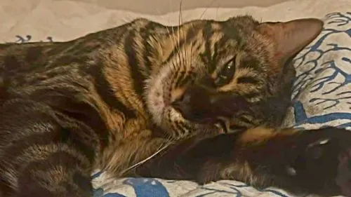 Elle retrouve sa chatte empalée sur un piquet