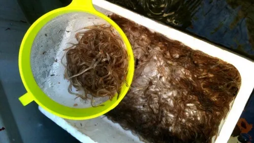 Pêche illégale de civelles : 6 mois ferme pour 4 hommes dans nos...