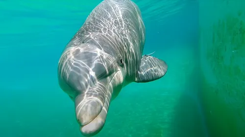 Les dauphins de Marineland bientôt accueillis au ZooParc de Beauval ?
