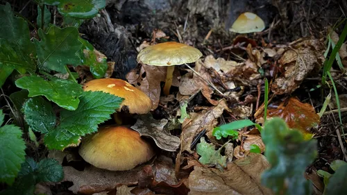 Champignons : comment éviter les risques