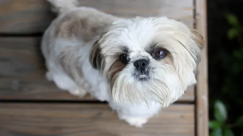 Un agent immobilier vend un appartement... à un chien