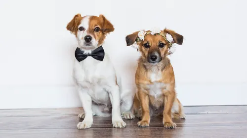 Un mariage de chiens fait scandale en Indonésie