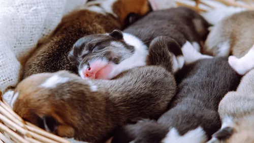 Vendre un chiot en animalerie peut coûter très cher