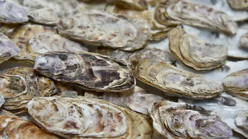 Cette entreprise bretonne transforme les coquilles d’huîtres en...