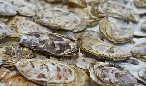 Cette entreprise bretonne transforme les coquilles d’huîtres en...