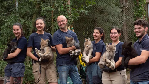 Près de Nantes, 6 louveteaux se font vacciner à Legendia Parc 