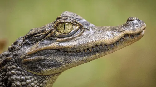 Finistère : le crocodile aperçu dans un lac… était un faux !