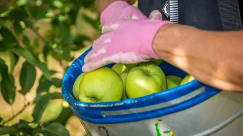 Des bras pour cueillir les pommes du Limousin