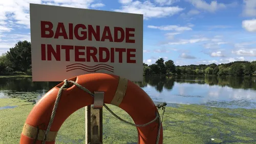 Cyanobactéries : quels sont les risques ?