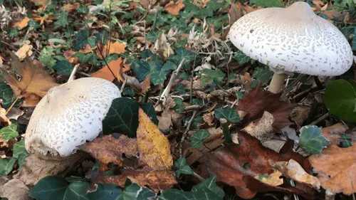 Cueillette des champignons : attention danger !