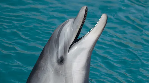 Loire-Atlantique : un dauphin piégé par la marée à Batz-sur-mer