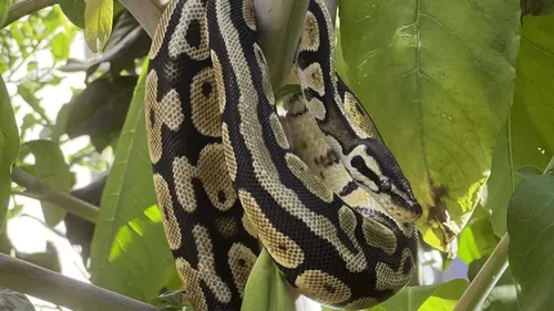 Charente-Maritime : un python s'échappe d'une maison, sa...