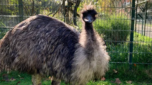 Tours : l’émeu Papy du jardin botanique est mort à l’âge de 43 ans