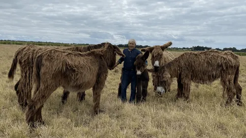 Ile de Ré : les célèbres balades à dos d'ânes, c'est terminé ! 