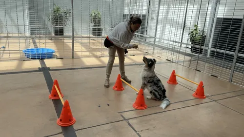 La Rochelle : une crèche pour les chiens pendant l'été !