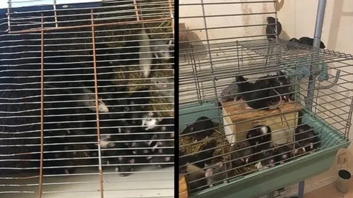 Morbihan : un appel à l'aide pour héberger des rats domestiques